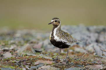 Goldregenpfeifer, Eurasian golden-plover, Pluvialis apricaria