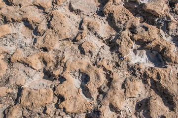 old dried earth