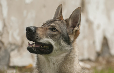 Naklejka premium Czechoslovakian Wolfdog