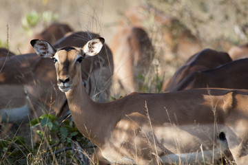 Impala