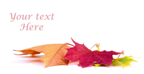 autumn leaf on white background