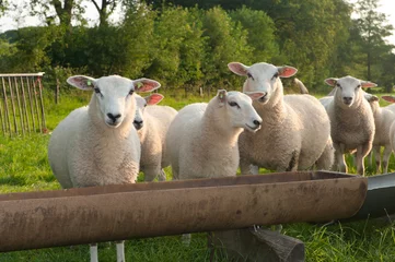 Cercles muraux Moutons mouton dans un pré