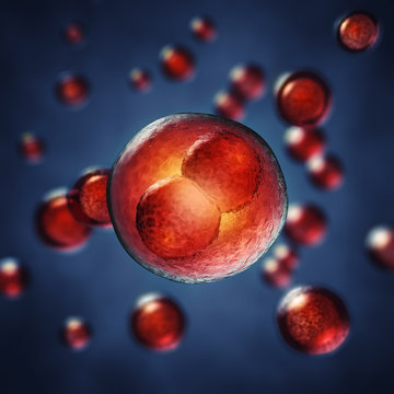 Two-cell embryo  , 3d illustration