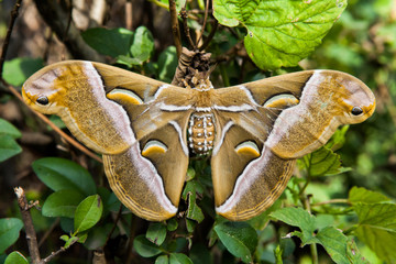 Obraz premium samia cynthia