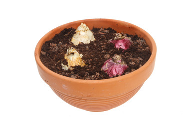 Hyacinth bulbs in pot