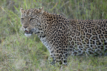 Leopardo