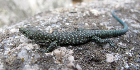 Mauereidechse - wall lizard - Podarcis muralis