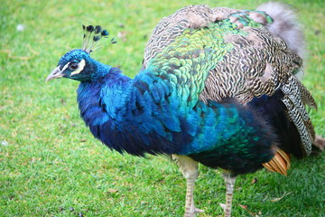 Fototapeta premium Pfau