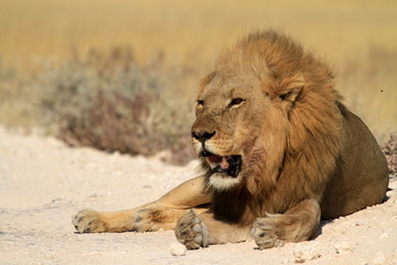 Lion Löwe