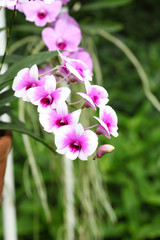 Orchid