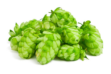 Hops on a white background