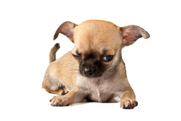 Chihuahua puppy on white background