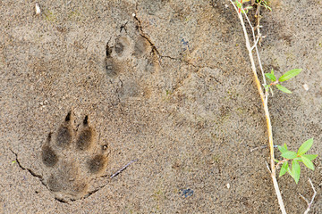 Naklejka premium Wolf foot prints in soft mud and willow leaves