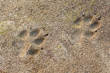 Wolf Canis lupus foot prints in soft mud