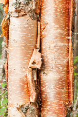 Fototapeta premium Paper birch Betula neoalaskana bark background