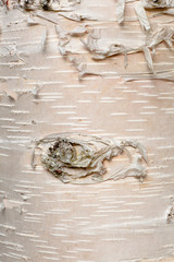 Paper birch Betula neoalaskana bark background
