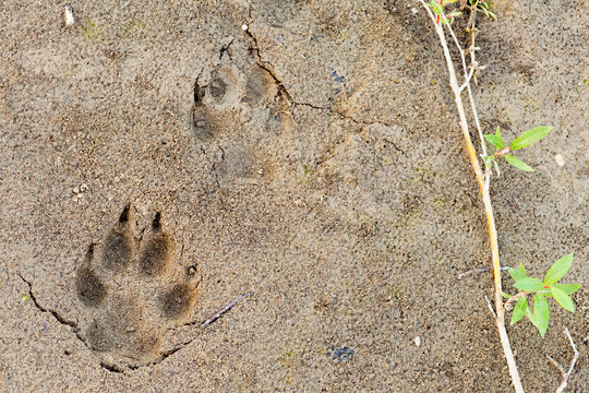 Fototapeta Wolf foot prints in soft mud and willow leaves