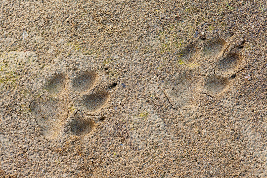 Fototapeta Wolf Canis lupus foot prints in soft mud