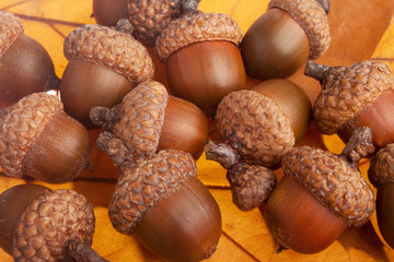 Bunch of acorns © Vankad