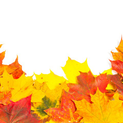 Beautiful autumn maple leaves