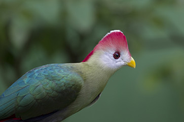 Obraz premium Turaco (Tauraco erythrolophus)
