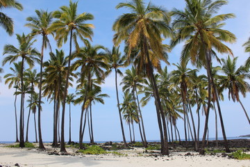Hawaii White Sand Beach with Palm Trees