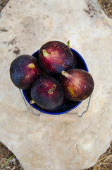 Figs In A Blue Bucket