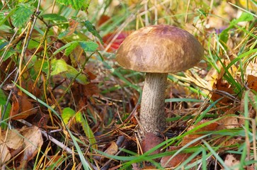 Birkenpilz - birch boletus 04