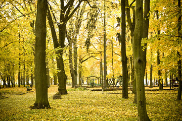 Park jesienią - obrazy, fototapety, plakaty