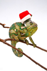 Chamaeleo Calyptratus