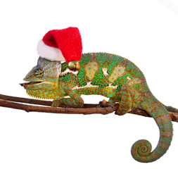 Chamaeleo Calyptratus
