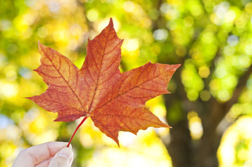 Naklejka na ściany i meble hand holding autumn leaf