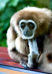 Sad Gibbon