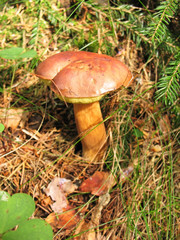 Mushroom Xerocomus