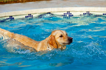 Golden Retriever swimming