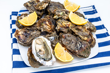 Oysters