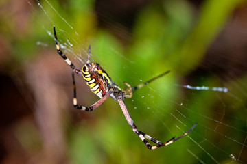 Spider, Argiope bruennichi