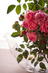 Hagebutten in Teekanne