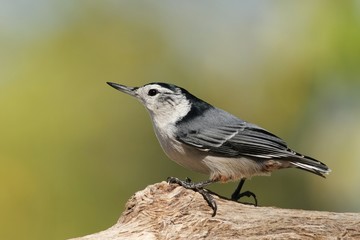 White Breasted Nuthatch