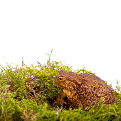 Toad is sitting on moss  on White