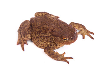 Toad Isolated on White Background