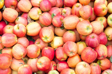 Gala apples on display at the market