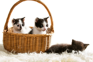 Kittens sitting in a basket on white background