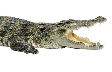 The wildlife crocodile isolated on white background