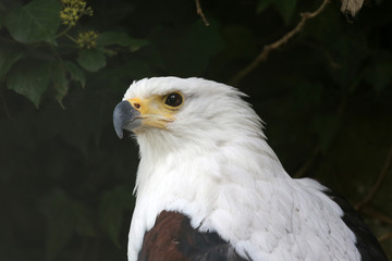 Schreiseeadler
