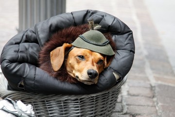 piccolo cane in cuccia con il cappello