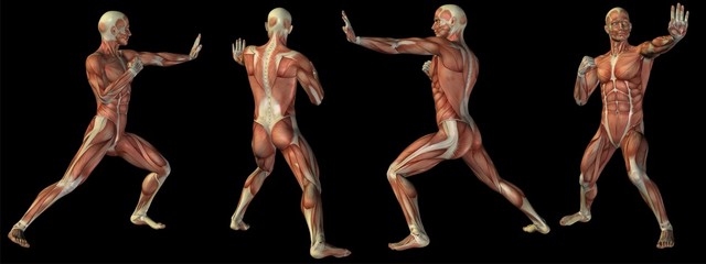 High resolution conceptual human 3D anatomy body with muscle