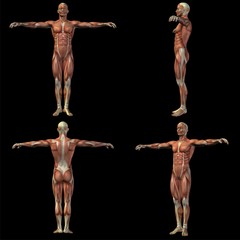 Obraz premium High resolution conceptual human 3D anatomy body with muscle