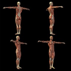 Obraz premium High resolution conceptual human 3D anatomy body with muscle