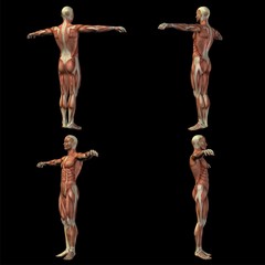 Obraz premium High resolution conceptual human 3D anatomy body with muscle